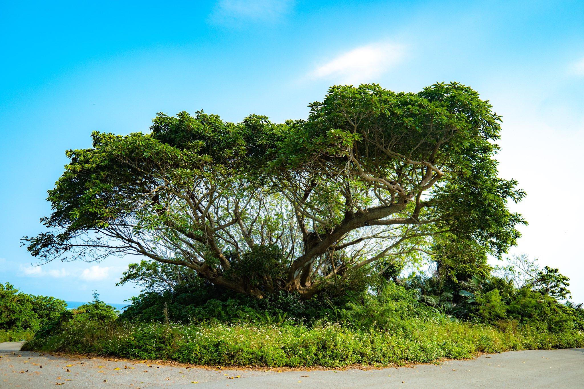髙田 滋吉 立派な樹木 なんか宿ってる 自然が好き 優しい世界 丁寧な暮らし 自分を大切に カメラ初心者 写真好きな人と繋がりたい 沖縄 小浜島 大岳 医療従事者に感謝 T Co Tqrb3hyng7 Twitter