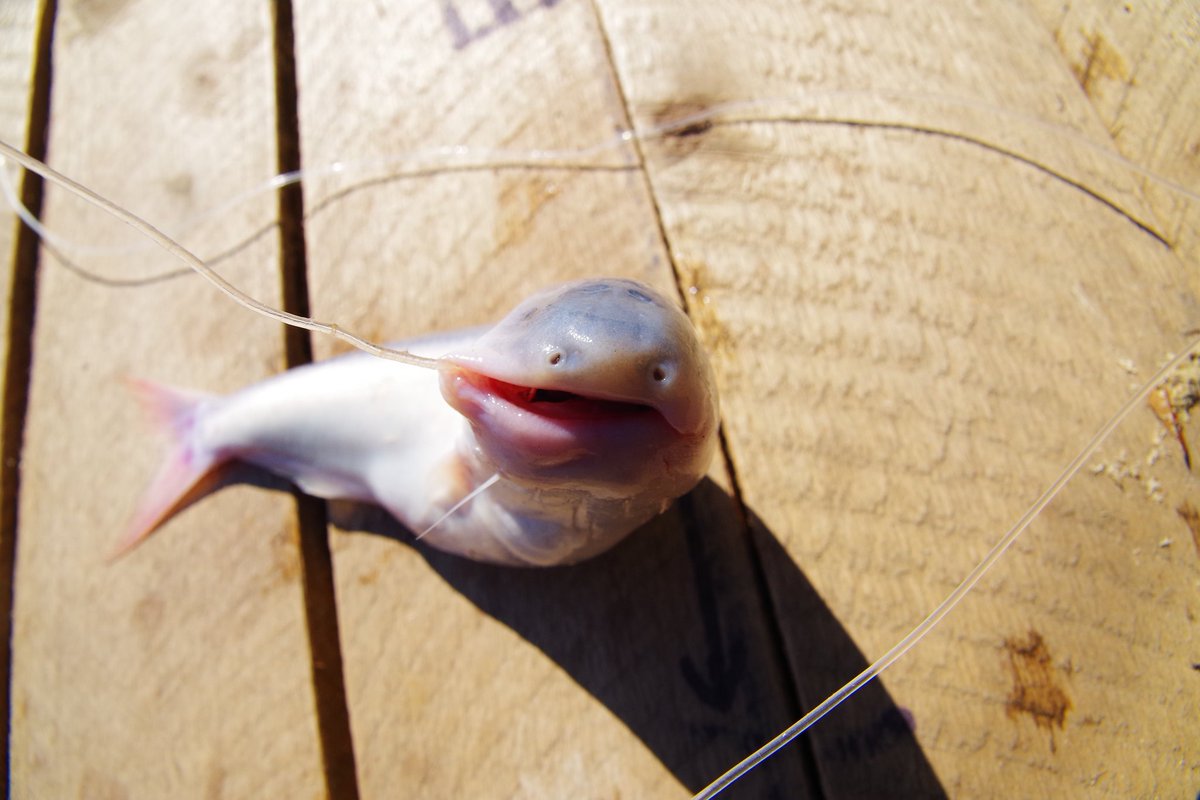 エイリアン フルフル インパクト強すぎな魚 ワラスボ は実はおいしいらしい つぶらな瞳がkawaii Togetter