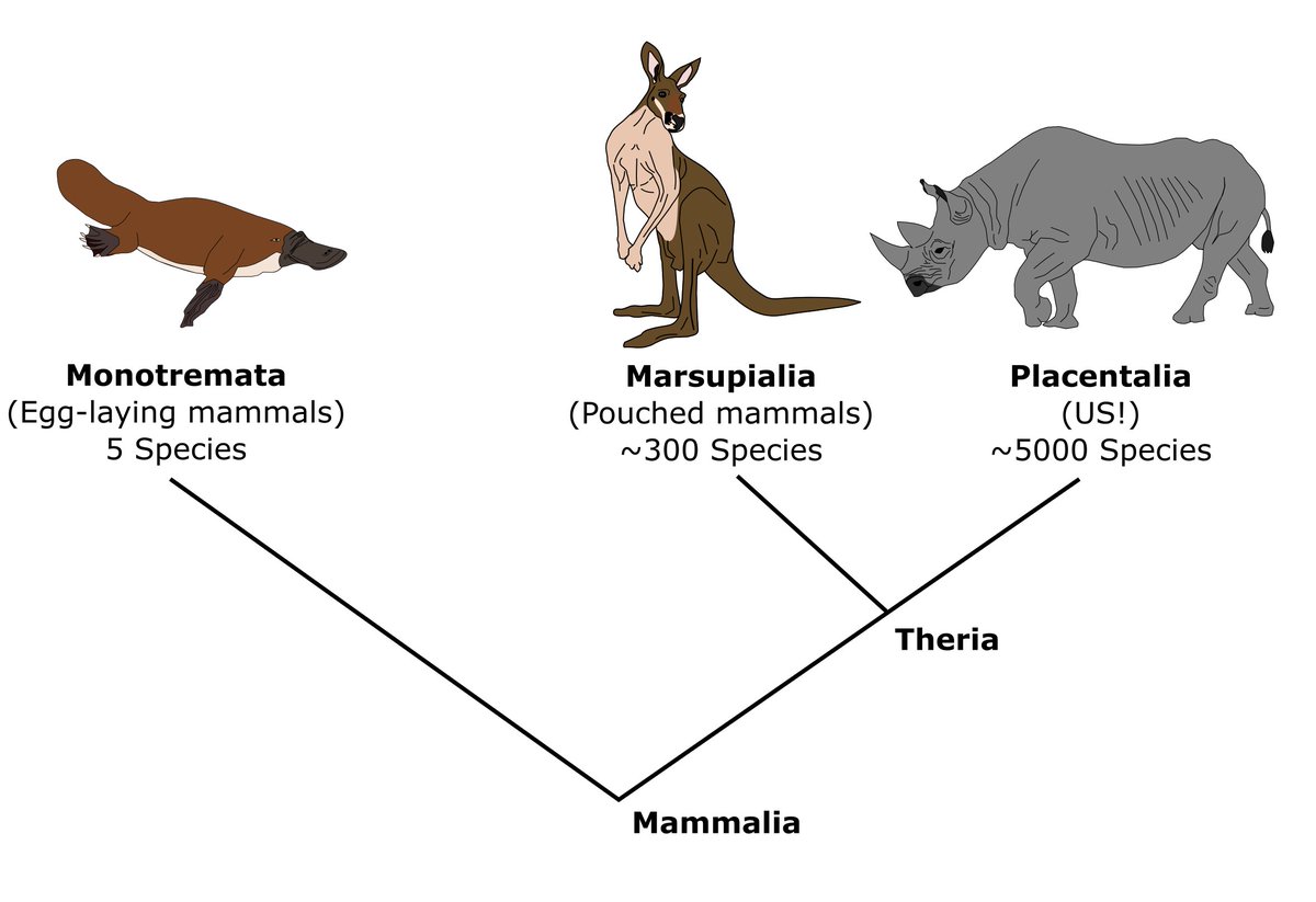 Differences in reproductive strategies are divided across the different clade of mammals. Monotremes and Marsupials give birth to underdeveloped newborns and have a low diversity whereas placentals give birth to more developed newborns and are displaying a great diversity.