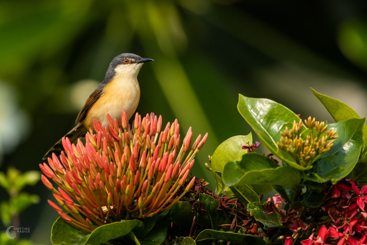 LockedIn day 01: With the new #lockdown in #Bangalore, this is my series for some cheer.
Here's a good looking #AshyPrinia from the neighbourhood.
#indiaves #BBCWildlifePOTD #ThePhotoHour #birdphotography #birdwatching #birds #photography 
#TwitterNatureCommunity 
#shiftingradius