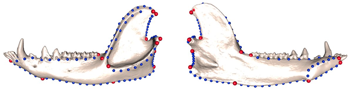 The jaw is an ideal structure to test these hypotheses because it is used extensively and exclusively for suckling during the extended period of post-natal development in all marsupials.