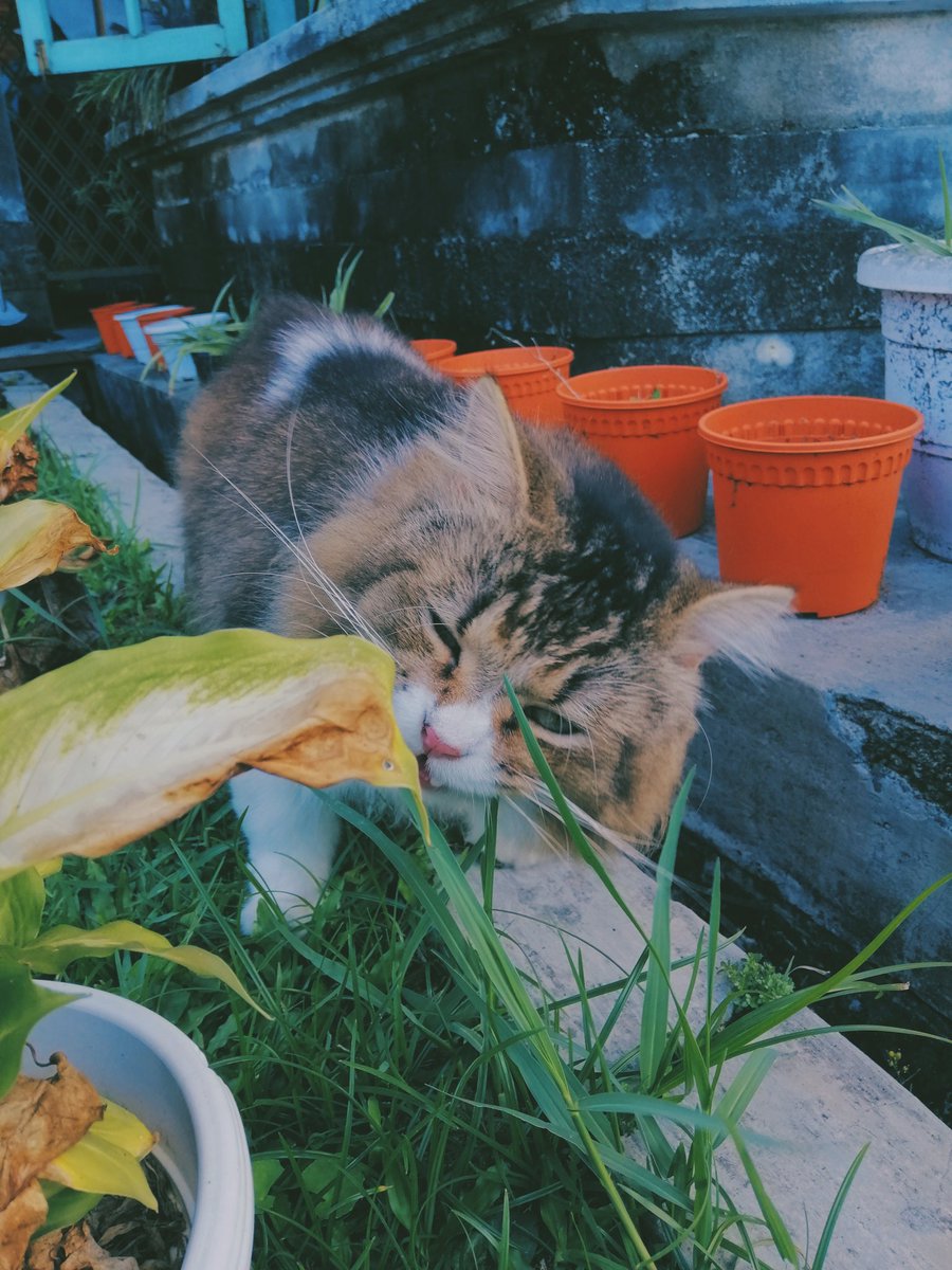justabcdeit_'s tweet photo. Yesterday 🐱💘 https://t.co/1Mfi7S659E