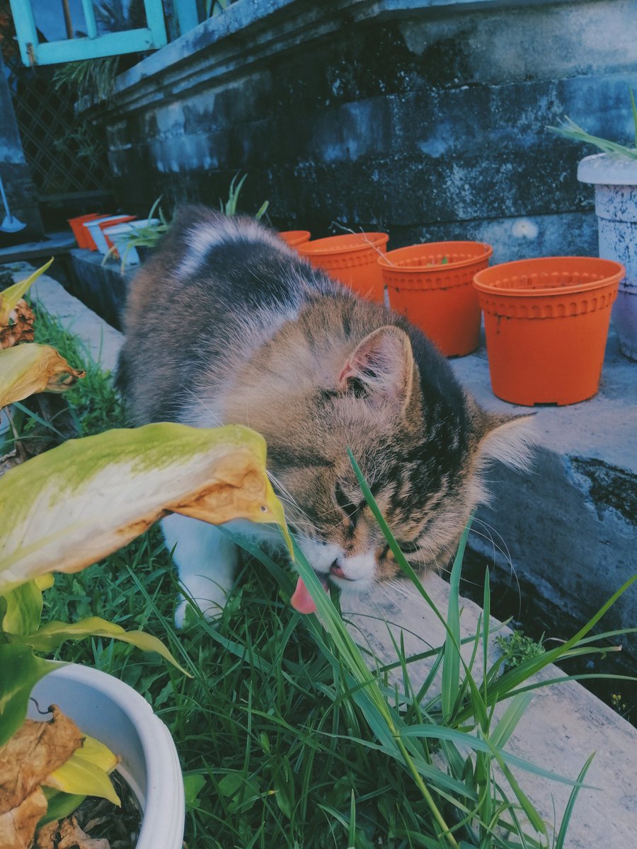 justabcdeit_'s tweet photo. Yesterday 🐱💘 https://t.co/1Mfi7S659E