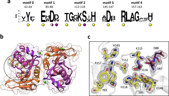 NatureComms's tweet photo. New work Marc Delarue’s group @institutpasteur: How cyanophage S-2L rejects adenine and incorporates 2-aminoadenine to saturate hydrogen bonding in its DNA

https://t.co/BDTtzNCLHF https://t.co/CEBIfHWjz1