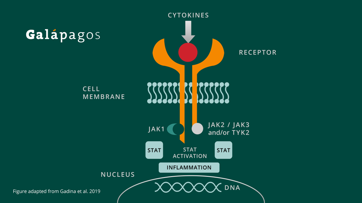 LakefrontBio's tweet photo. #DidYouKnow the JAK-STAT pathway is essential for normal immunological functioning in the body when it is balanced. Disruption to the pathway signaling can cause physiological disruptions and inflammation. #InflammatoryPathways #PioneeringForPatients https://t.co/Owkm4LjUJl