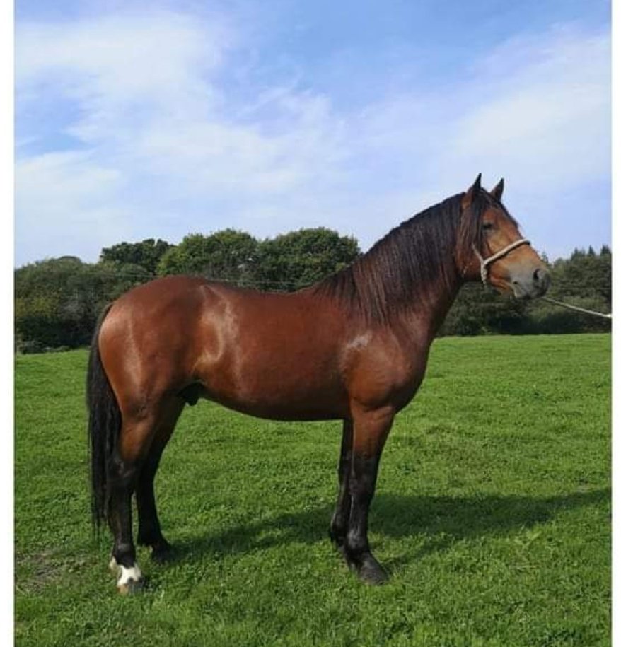My home bred stallion Mogshade Quarryman has been selected to run the #newforest. 🥳🐎

He along with 19 other stallions will be turned out on the 10th May for 8 weeks.

PLEASE give them plenty space as they will be even more unpredictable than usual!
#youngcommoner