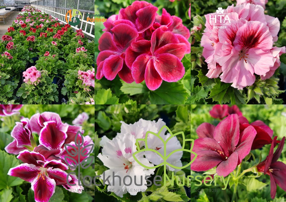 Royalty.
#UKGROWN Regal #Pelargoniums (Regal #geranium). First batch now IN STOCK.
£3.99 each in 1.5ltr pots.

(Require frost protection)
#Clockhousenursery #enfield #beddingplants #garden #gardening #NationalGardeningWeek 28/04/21