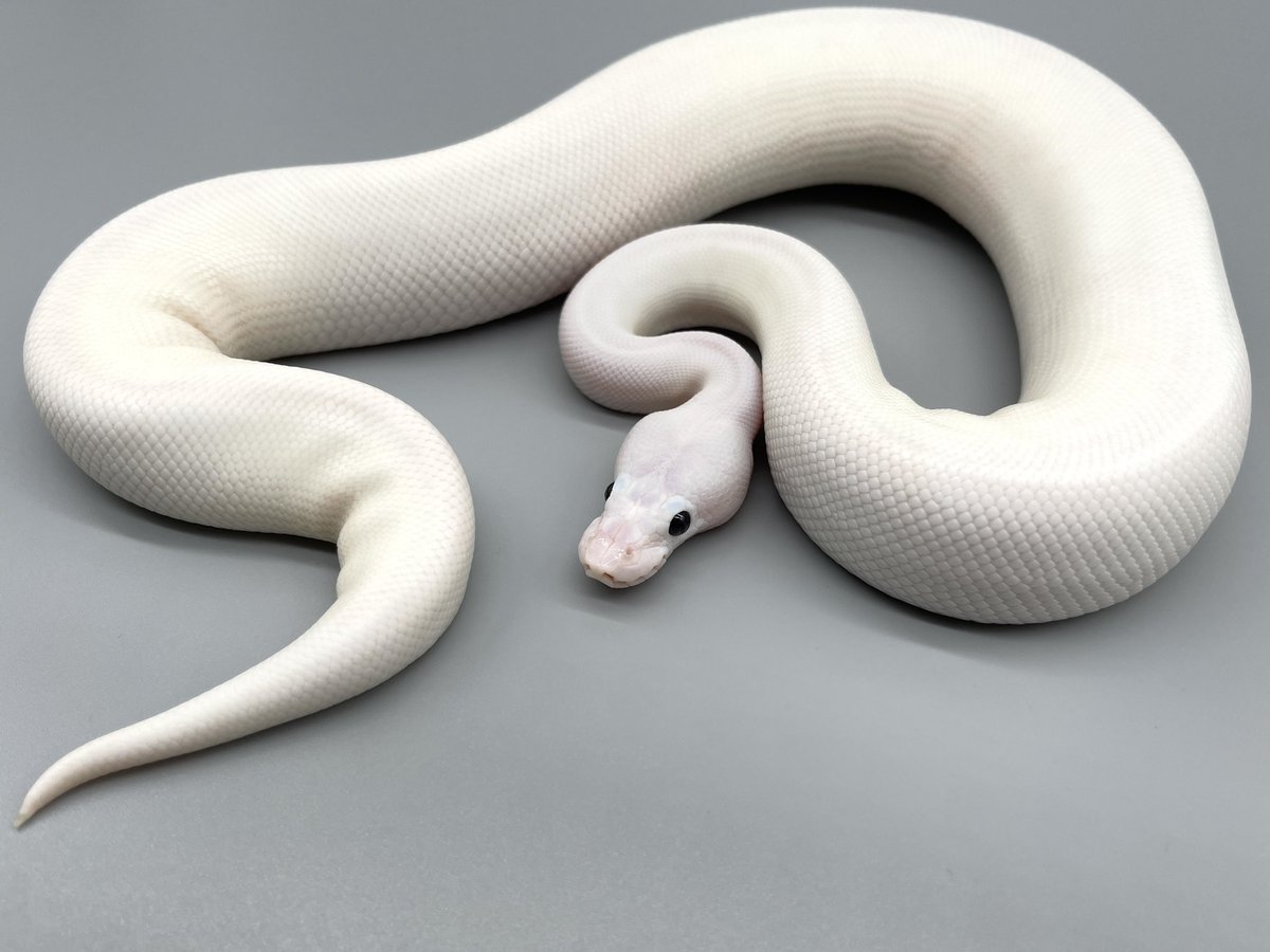 Deureptiles 1番白いボールパイソンをお迎えしたいです ホワイトダイヤモンド いますか というお問い合わせをよく頂きますが 実は1番白いのは ホワイトダイヤモンド ではなく ホワイトウェディング だと言われています ほら真っ白