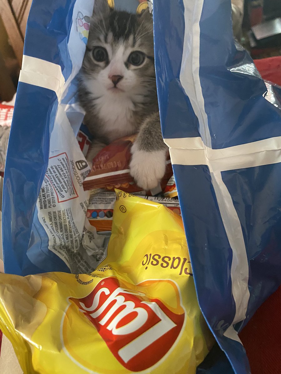 Sylvester relaxing on bags of snack chips while in a large bag full of chips!
#kittensoftwitter #fritolays #happykitty #catfosterer #kittensareawesome #adoptakitty #waysidewaifs #AdoptDontShop #furbabies #pawfect #fritolay #snackchips #sylvester #toocute #mojitocat