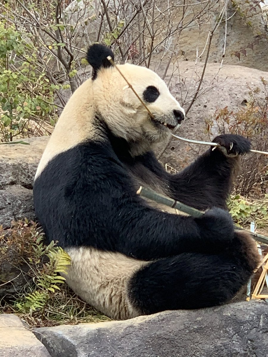 マミ V Twitter 竹をむぃーんなリーリーさん お庭でまったりしてるかちら リーリー 力力 比力 可愛いリーリー 大好きリーリー とうシャン パンダ 上野動物園