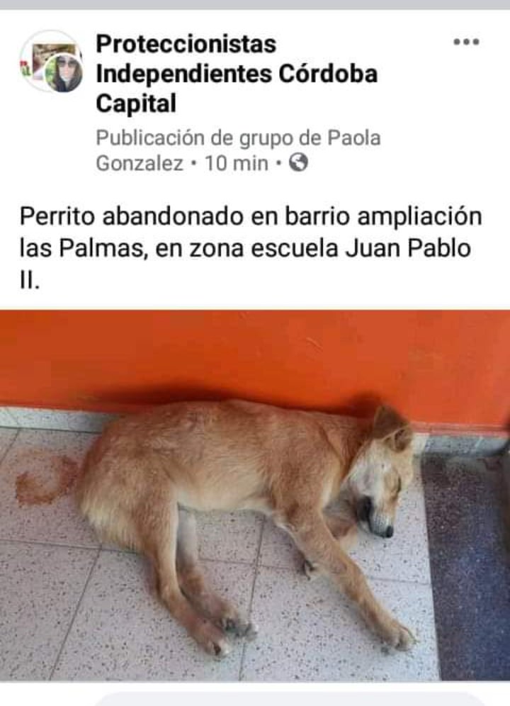 Florodrigguez's tweet photo. SI SOS DE CORDOBA CAPITAL DIFUNDI CON UN RETWEET Y SI PODES SACAR SCREEN Y PUBLICARLO EN TODAS TUS REDES TAMBIEN. AYUDAME A QUE VUELVA CONMIGO PORFAVOR. DEJO MI NUMERO 3517562641 https://t.co/3NfopsjNxU