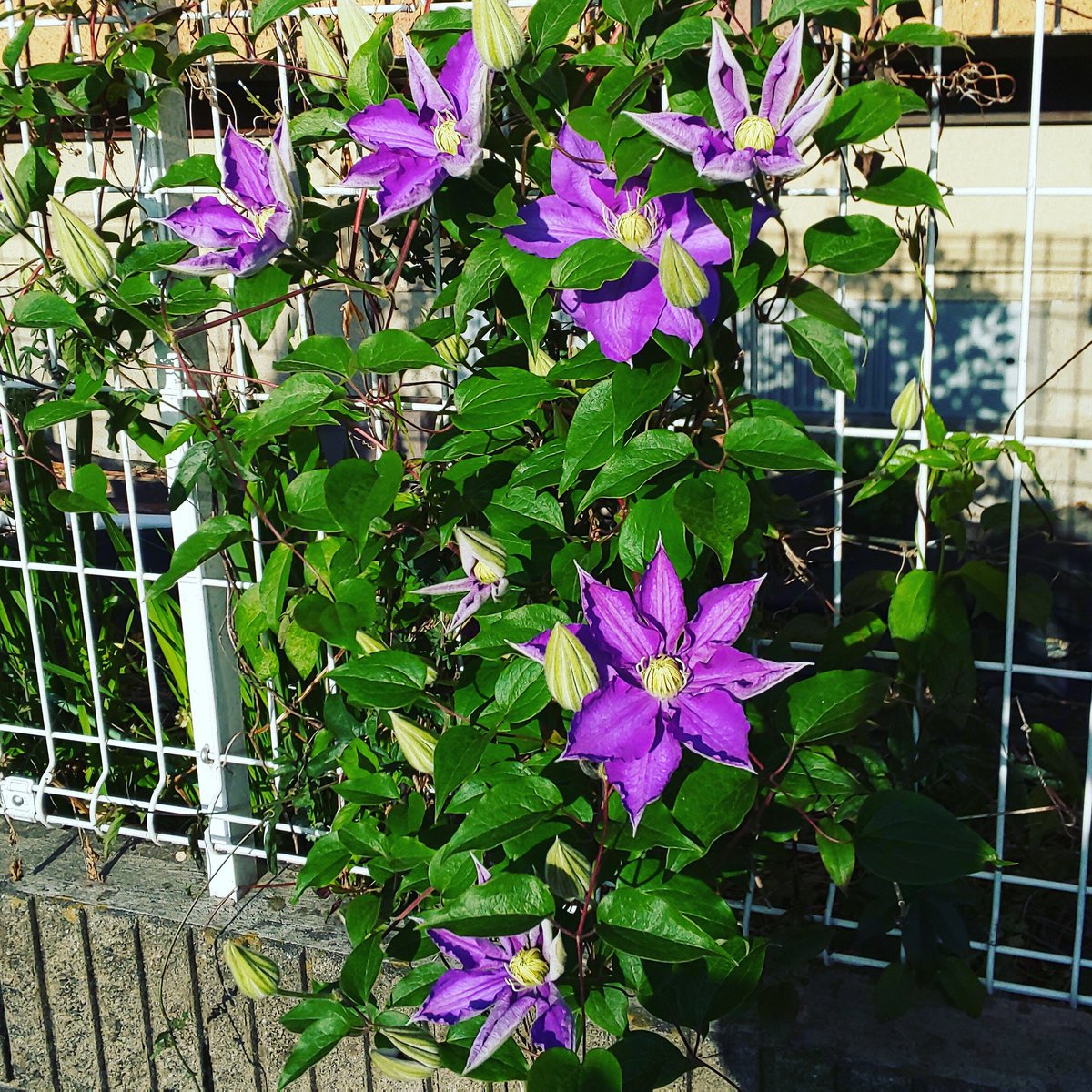 柏屋コッコ على تويتر この季節はやはりテッセンの花がステキですね テッセン 季節の花 クレマチス 散歩にて