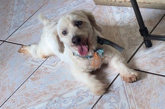 Mi perrito se me perdió desde el sábado 24/04 cerca de mi casa en San Miguel de Sarapiquí, se llama Bobby, es pequeñito, blanco, anda un collar celeste y es muy juguetón!! 🐶💔
Si saben algo o si lo ven favor informarme al #89550340