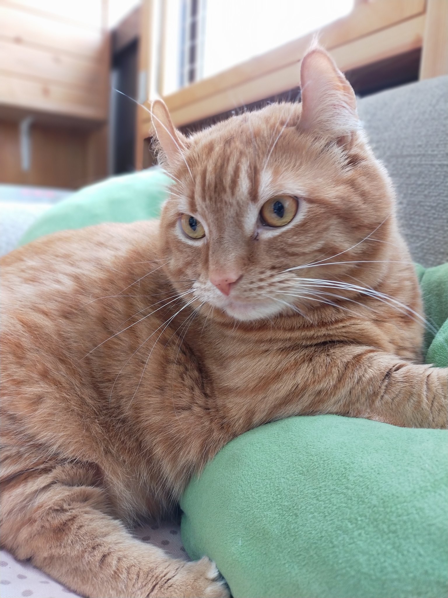 會津めごねこ 更新が遅れました 曇り空の水曜日 會津めごねこ 本日は通常営業です 明日も営業いたします Gw期間は2 5が休みとなります 抜け毛がついても大丈夫な服装でご来店ください くつ下の着用も忘れずに 猫カフェ めごねこ 会津 猫は癒し くつ下