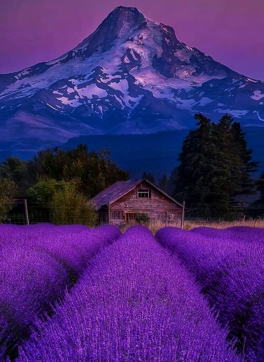 Лавандовое поле. Поля лаванды в крыму. Крымский прованс лавандовые поля. Поля прованса. Прованс поля лаванды.