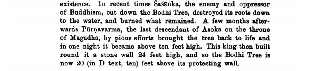 Interestingly, the records by Hieun Tsang says that the Bodhi tree grew more than 10 feet overnight. It is more probable that he had seen a full grown Bodhi tree, but to justify his views on Shashanka, he added such miraculous examples