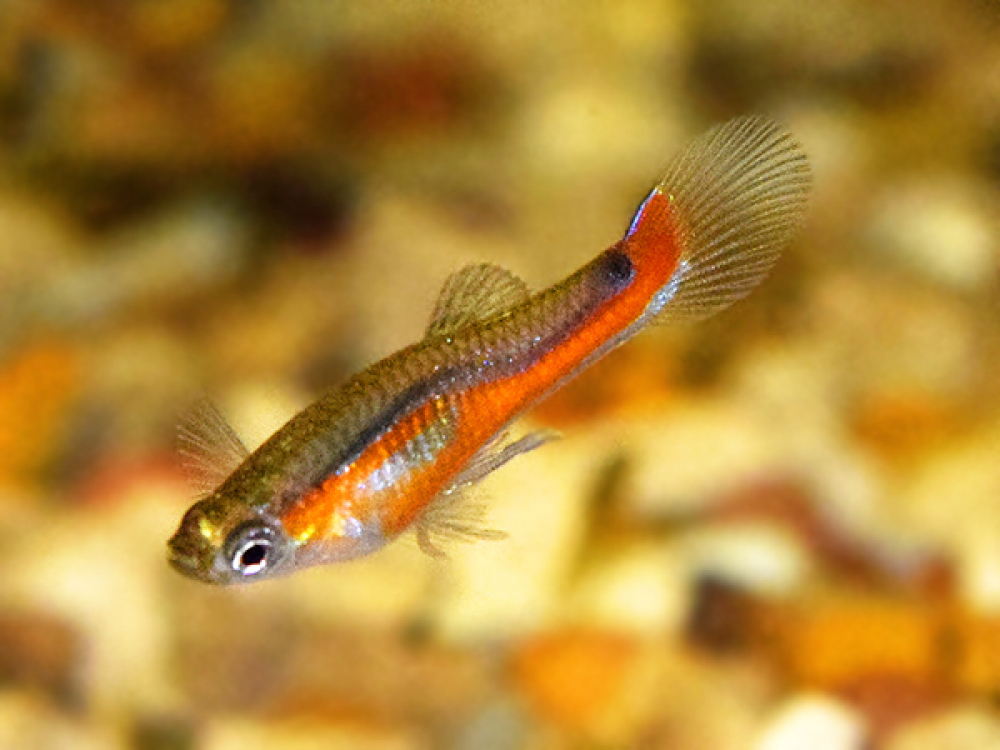 Оранжевая аквариумная рыбка. Poecilia reticulata. Расбора гетероморфа рыбка. Гуппи аквариумные рыбки. Пецилия коралловая.