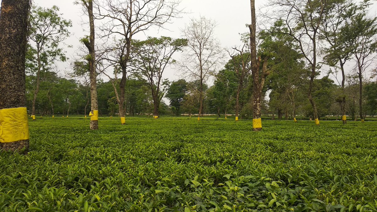 expe_inbackpack's tweet photo. #teagarden #tealeaves #tea #greenery #NaturePhotography #naturelovers #travel ...
Beauty of #নর্থবেঙ্গল ... https://t.co/31v4B6SfQq