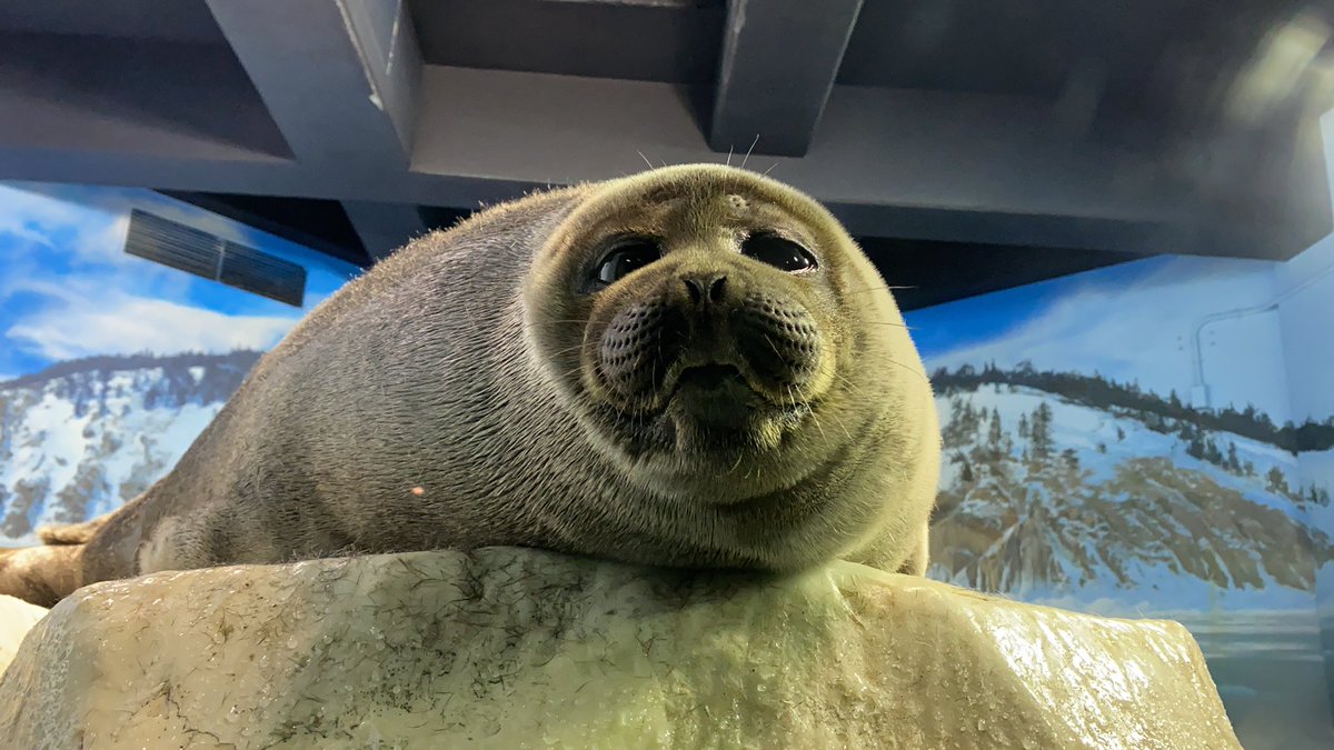 カリブモンクアザラシ Xxxoootriangle3 Twitter