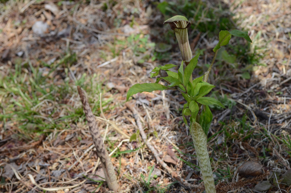 カントウマムシグサ