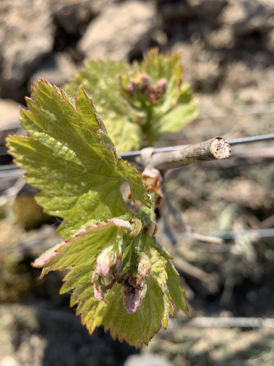 Unfolding gracefully! Avize, Chardonnay “Clos d’Avize” #InPursuitofTaste -JBL