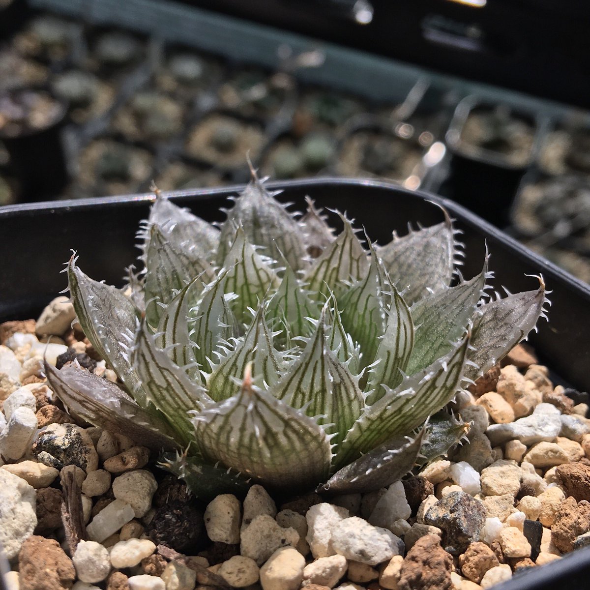 キネ Crystalplants お葉脈 Haworthia Decipiens Jdv91 137 Gertskraal W Of Steytlerville 現在出品中の草ハオも透明感たっぷりでとても良いものですが 明日あたり珍品希少種を追加で出品予定です 期待していて下さい Jdv91 137 Haworthia キネ Crystalplants お葉脈 Haworthia Decipiens Jdv91 137 Gertskraal W Of Steytlerville 現在出品中の草ハオも透明感たっぷりでとても良いものですが 明日あたり珍品希少種を追加で出品予定です 期待していて下さい Jdv91 137 Haworthia