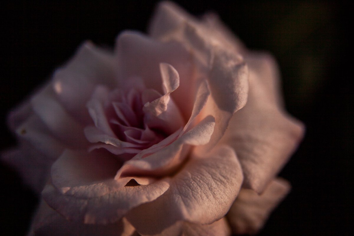 xrossfader's tweet photo. Here’s another batch from my walk around the block today. Nature really knows how to shine.
#macro #macrophotography #naturephotography #canon5d #5dmkii https://t.co/XbivtUxdr3