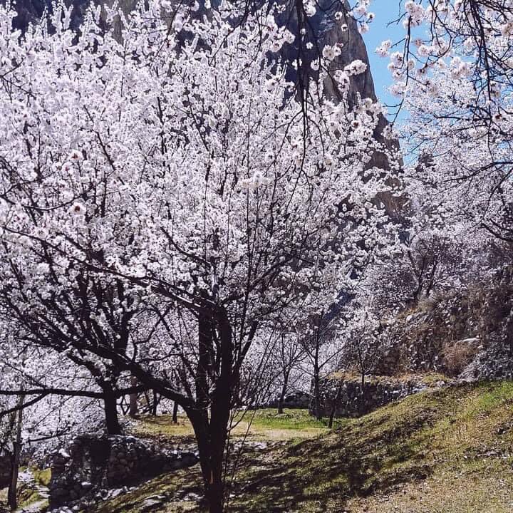 HunzaTrip's tweet photo. Blossom Ganish Hunza 2021
 ❤️ #hunza #hunzadiaries #hunzapictures #incrediblehunza #northernareasofpakistan #gilgitbaltistan #pakistan #blosoom #springday #spring2021 #spring2021 #springcollection #springseason https://t.co/cpXj562vDN