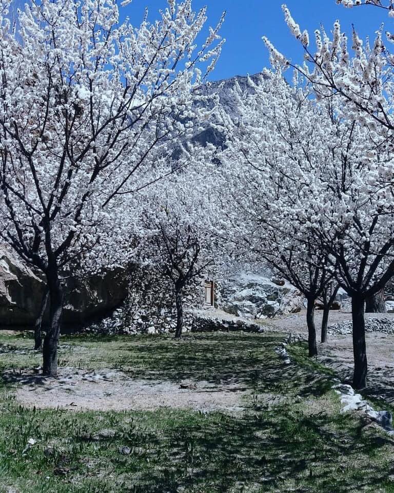 HunzaTrip's tweet photo. Blossom Ganish Hunza 2021
 ❤️ #hunza #hunzadiaries #hunzapictures #incrediblehunza #northernareasofpakistan #gilgitbaltistan #pakistan #blosoom #springday #spring2021 #spring2021 #springcollection #springseason https://t.co/cpXj562vDN