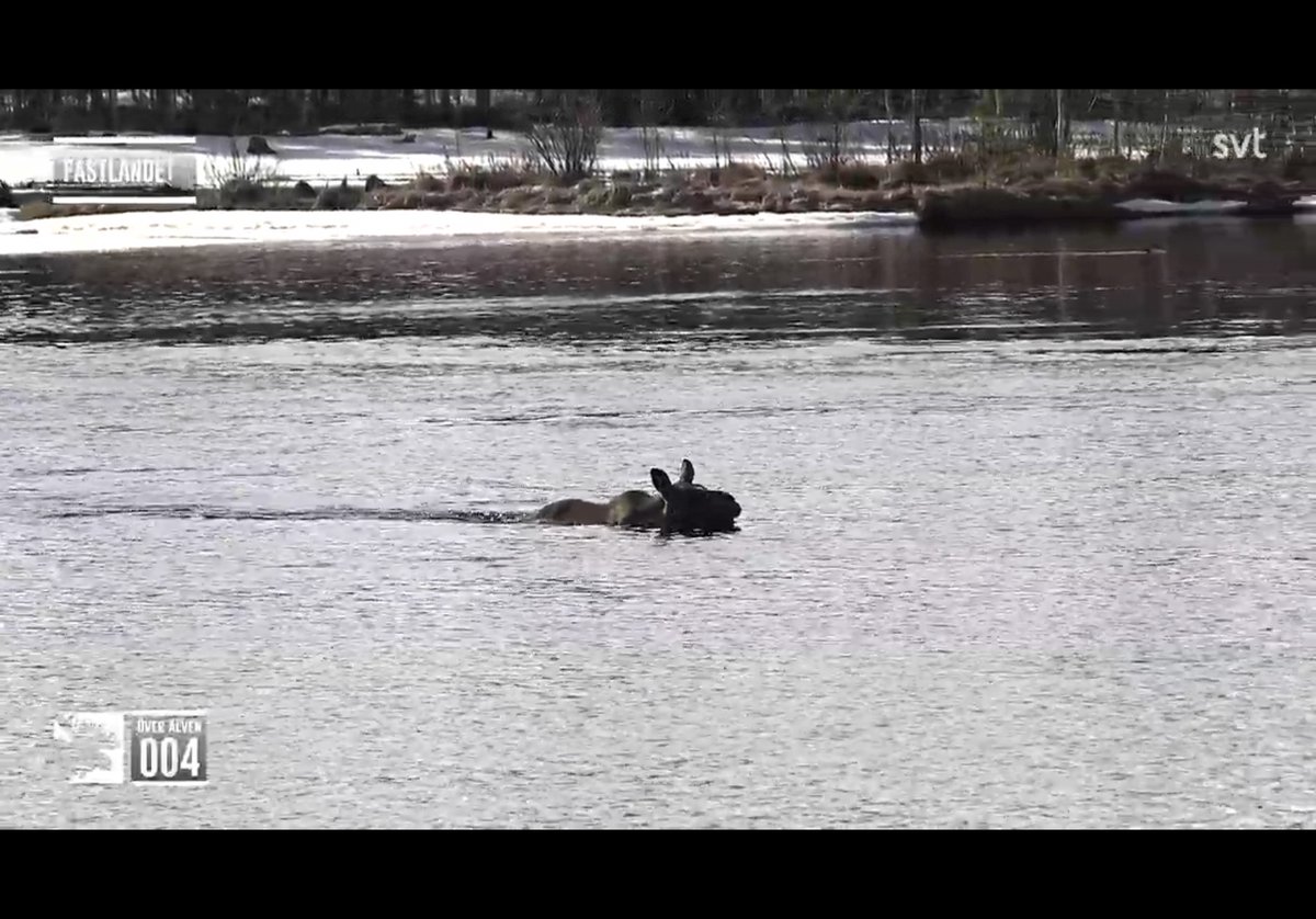 Moose number five just swam. A bull. Super fast! 