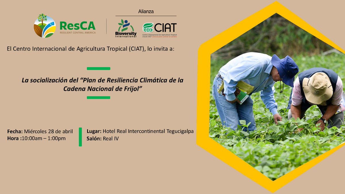 El Centro Internacional de Agricultura Tropical, a través del proyecto Centroamérica Resiliente (ResCA) presentan el “Plan de Resiliencia Climática de la Cadena Nacional de Frijol” #SomosResCA