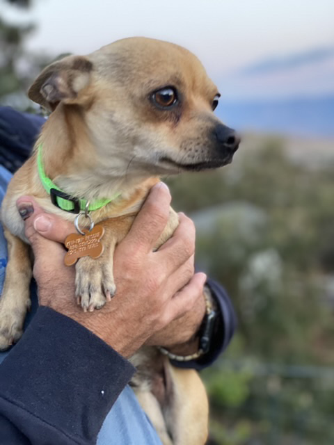 RT @LADogsForYou: I'm Gordon Ramsay, a baby male #Chihuahua in Los Angeles, CA. 51363751 https://t.co/0dTkWg2C5N https://t.co/nEkxC9xhoc
