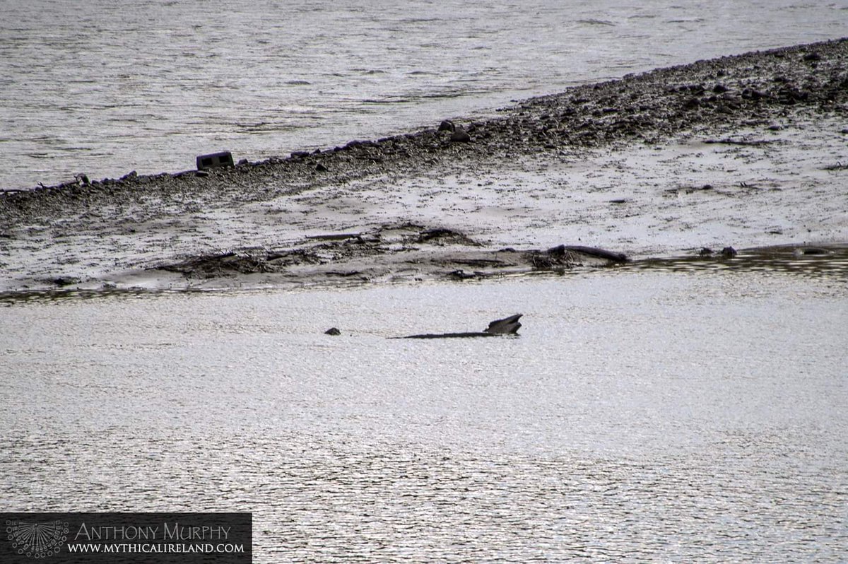 mythicalireland's tweet photo. Spotted by drone - an ancient manmade logboat in the bed of the river Boyne at #Drogheda.
https://t.co/XaNNXAifz9
#archaeology #news #djimini2 #underwater #submerged #artifact #boat #historical #dolphin https://t.co/sUdd0Qk1R6