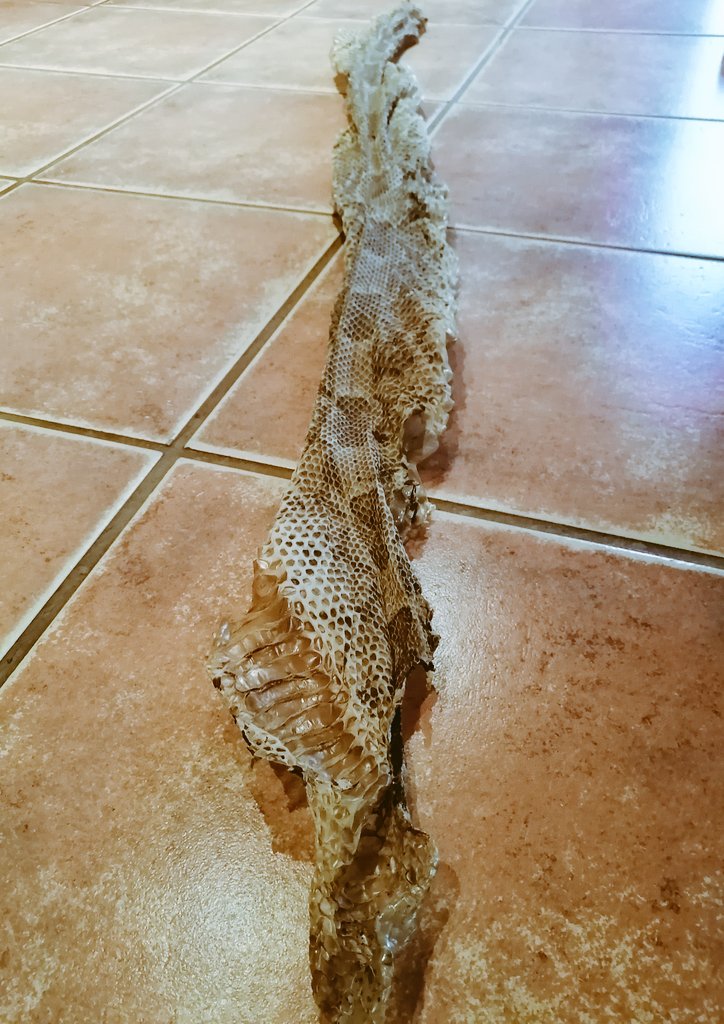 HiralNaik25's tweet photo. A beautiful shed from a gaboon adder ๐ its always wonderful to get sheds like this to use in our education talks. #snakeshed #snakesofafrica https://t.co/W7x7idrcZj