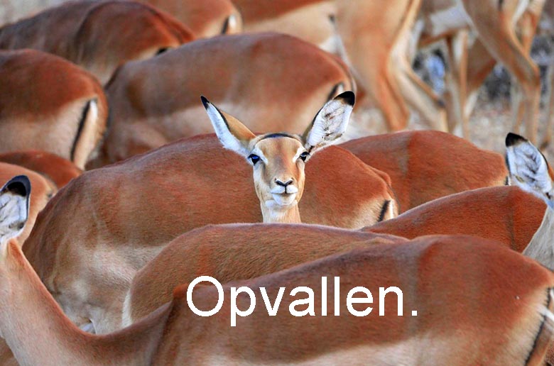 TekstAtelier_'s tweet photo. REGIO - Opvallen en kansen pakken via het netwerk van Ondernemend Altena
#marketing #vlog #blog #exposure #bannering #B2B
https://t.co/UwQsUfJU0p https://t.co/hhrexIz5Qf