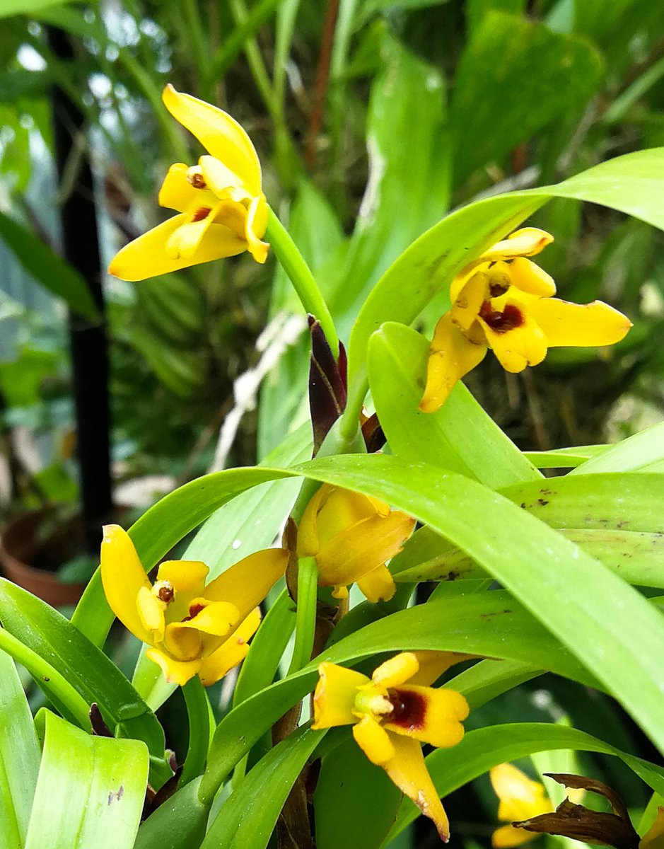 Maxillaria variabilis, an #orchid from Central America and flowering for me and for my #virtualworkshop on #plants #remotelearning #virtuallearning #stemathome #scienceteacher