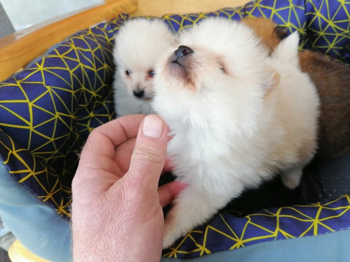 I want this puppyyyy😱🥰🥰🥰🥰😭😭😭 https://t.co/9N5eqrOZyz