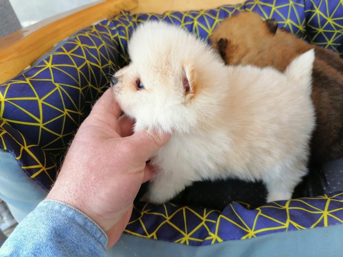 I want this puppyyyy😱🥰🥰🥰🥰😭😭😭 https://t.co/9N5eqrOZyz