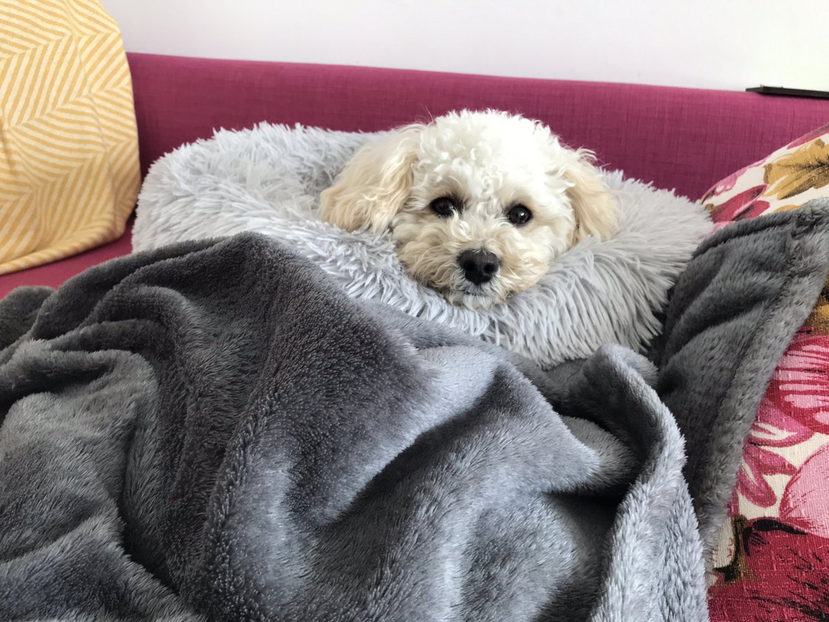 pedalpeeps's tweet photo. Big cheery shout out to @SafetyNetBTN for running engaging, super useful (&amp; also crucially 2 half days, so ‘to do’ still gets tackled) safeguarding training online. #accessibletraining #Brighton #thanks Womble our therapy dog lounged throughout... https://t.co/GuIw0LTFmX