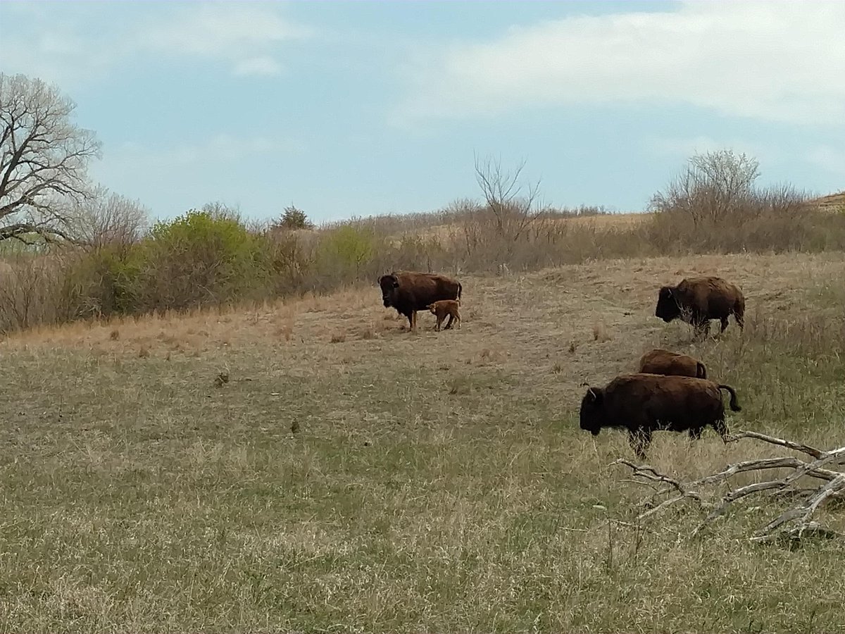 The calves are here!

Please join me in welcoming our first bison calves of the season born at our Broken Kettle Grasslands Preserve!

Big thanks to Scott Moats for the photo.