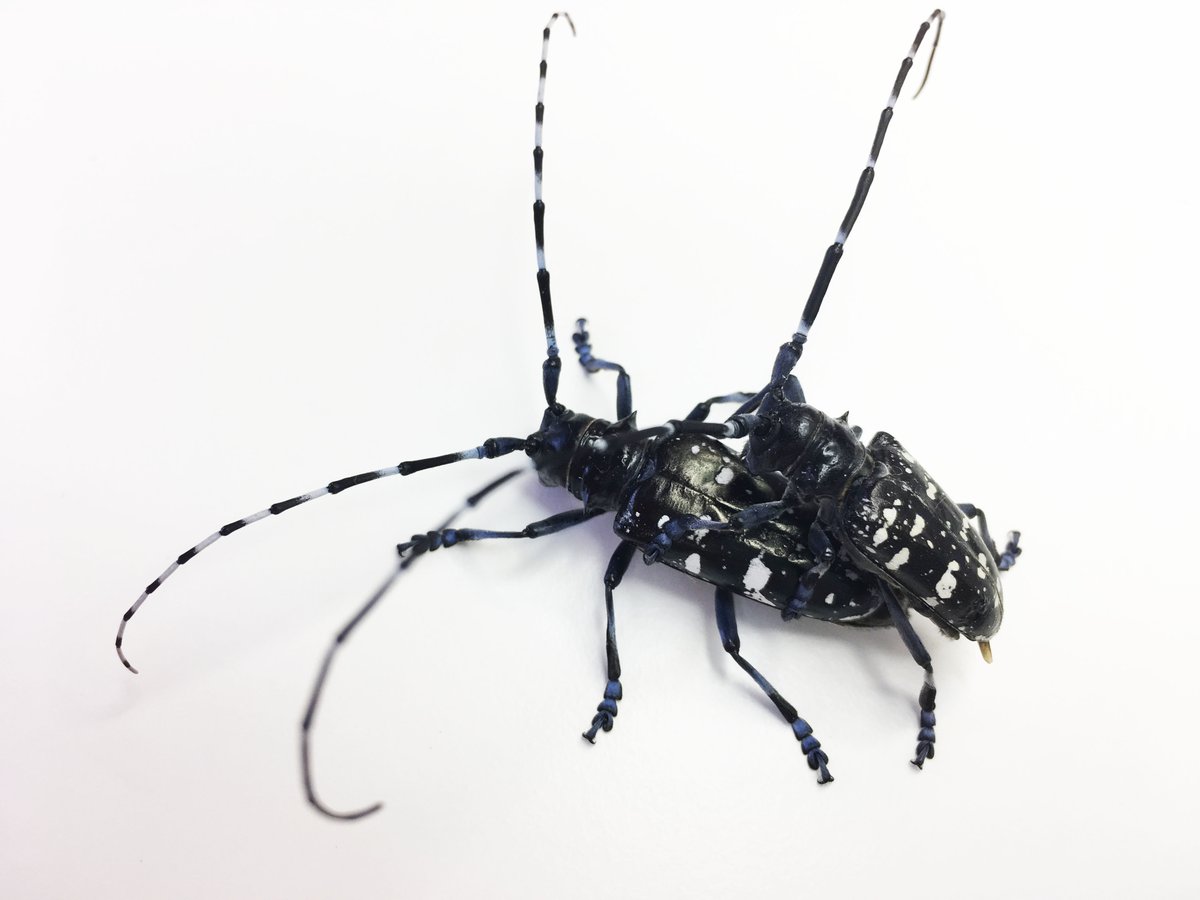 Amanda Roe (@docaroe) on Twitter photo Cold tolerance of #Asianlonghornedbeetle by @AlexSTorson <a href="/brentjsinclair/">Brent J Sinclair</a> and my lab <a href="/GLFC_CFS/">GLFC Science</a>. Supported by <a href="/BioSAFE_genome/">BioSAFE</a> and <a href="/GenomeCanada/">Genome Canada</a>
#NRCanSci
authors.elsevier.com/c/1c~Cm3v7jMyk… Cold tolerance of #Asianlonghornedbeetle by @AlexSTorson <a href="/brentjsinclair/">Brent J Sinclair</a> and my lab <a href="/GLFC_CFS/">GLFC Science</a>. Supported by <a href="/BioSAFE_genome/">BioSAFE</a> and <a href="/GenomeCanada/">Genome Canada</a>
#NRCanSci
authors.elsevier.com/c/1c~Cm3v7jMyk…