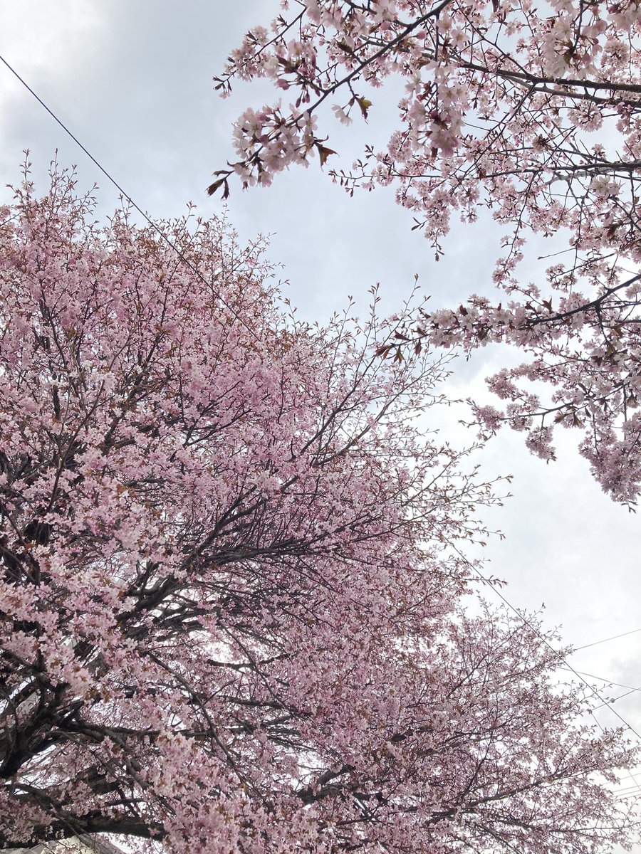 桜便り 見頃や開花情報 Sakuratayori Twitter 桜便り 見頃や開花情報 Sakuratayori Twitter