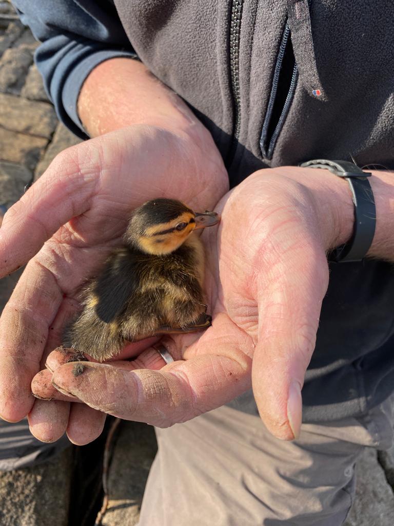 Good start to the day resucing baby duck from between the stones. Thanks to @YorkshireWater Ollie for the helping hand and crowbar #allinadayswork #alwayssimethingdifferent @Calderdale @CalderCountry