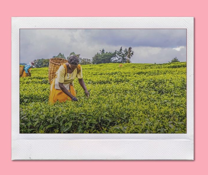 AdvocatesSoc's tweet photo. Togo believes a key to lowering widespread poverty is improving agricultural productivity.

About 65 percent of the labor force depends on agriculture; so, increasing farm efficiency directly impacts millions of Togolese. https://t.co/0o96tnwylk