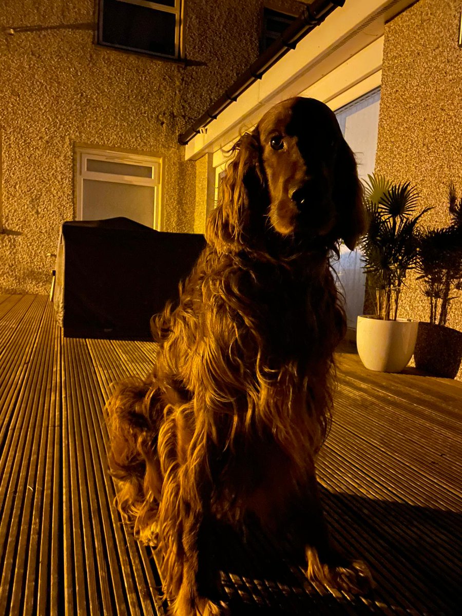 comfy_cards's tweet photo. Barney out watching the Supermoon last night.🙂 #irishsetters #BarneyTheIrishSetter #BarneyBops #Supermoon #FullMoon https://t.co/tRUtdhTqd3