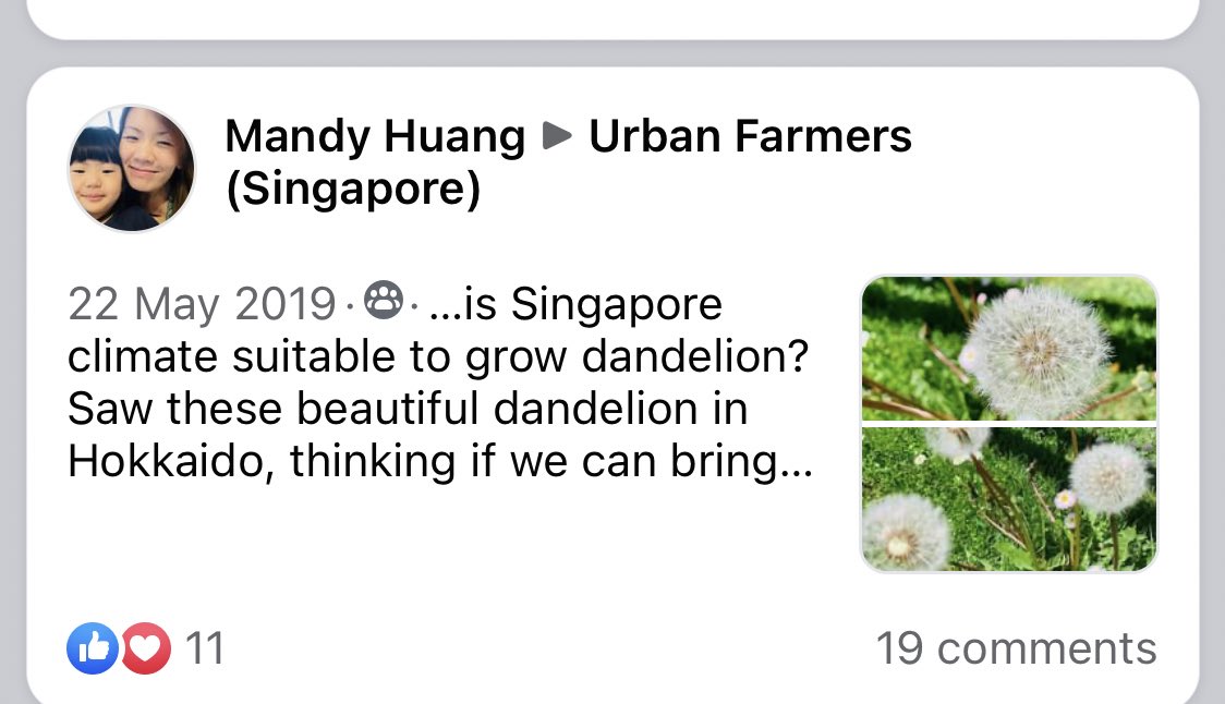 If you hate dandelions, consider this:A thread from Singaporean gardening Facebook of people desperate to get hold of the exotic dandelion plants they know from foreign holidays... 