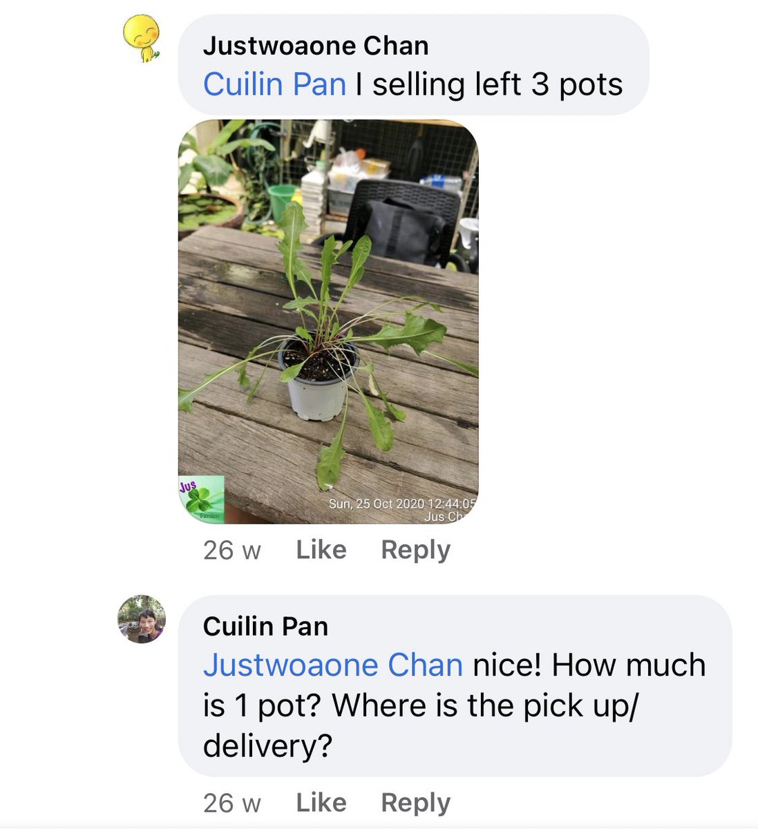 With beautiful, bee-attracting flowers and super nutritious leaves, who wouldn’t want one?One online seller flags up they only have three pots left on the Singaporean equivalent of EBay.