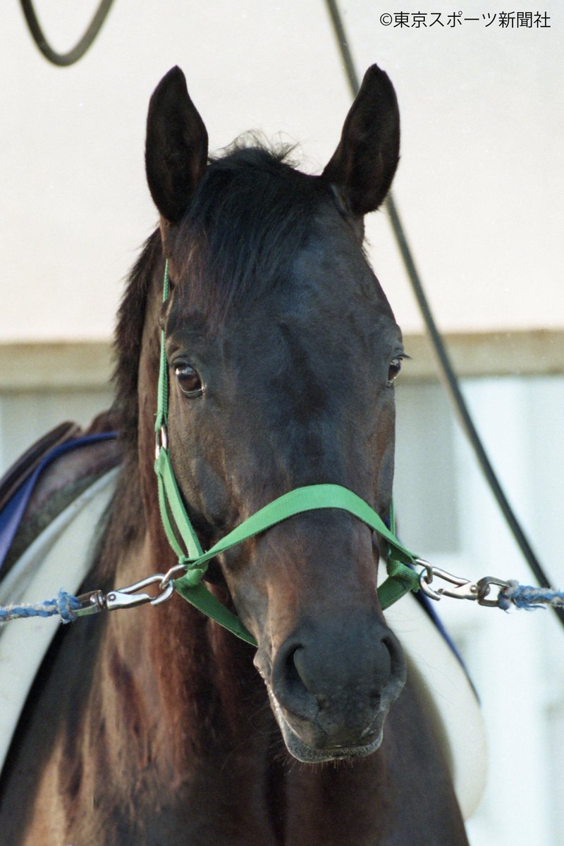 競馬 かわいい Twitter Search 競馬 かわいい Twitter Search