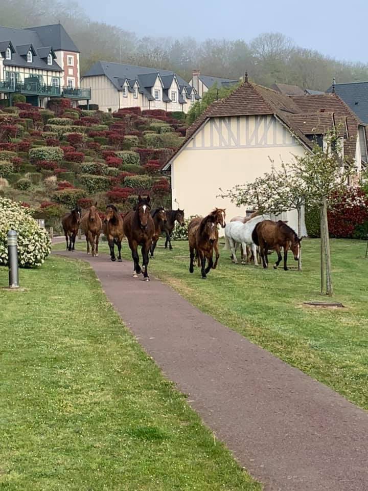 Petite visite surprise ce matin #pierreetvacances #houlgate. En Normandie on maîtrise le débarquement... même équin ! Soyez rassuré après cette petite escapade matinale, leur propriétaire est venu les chercher...