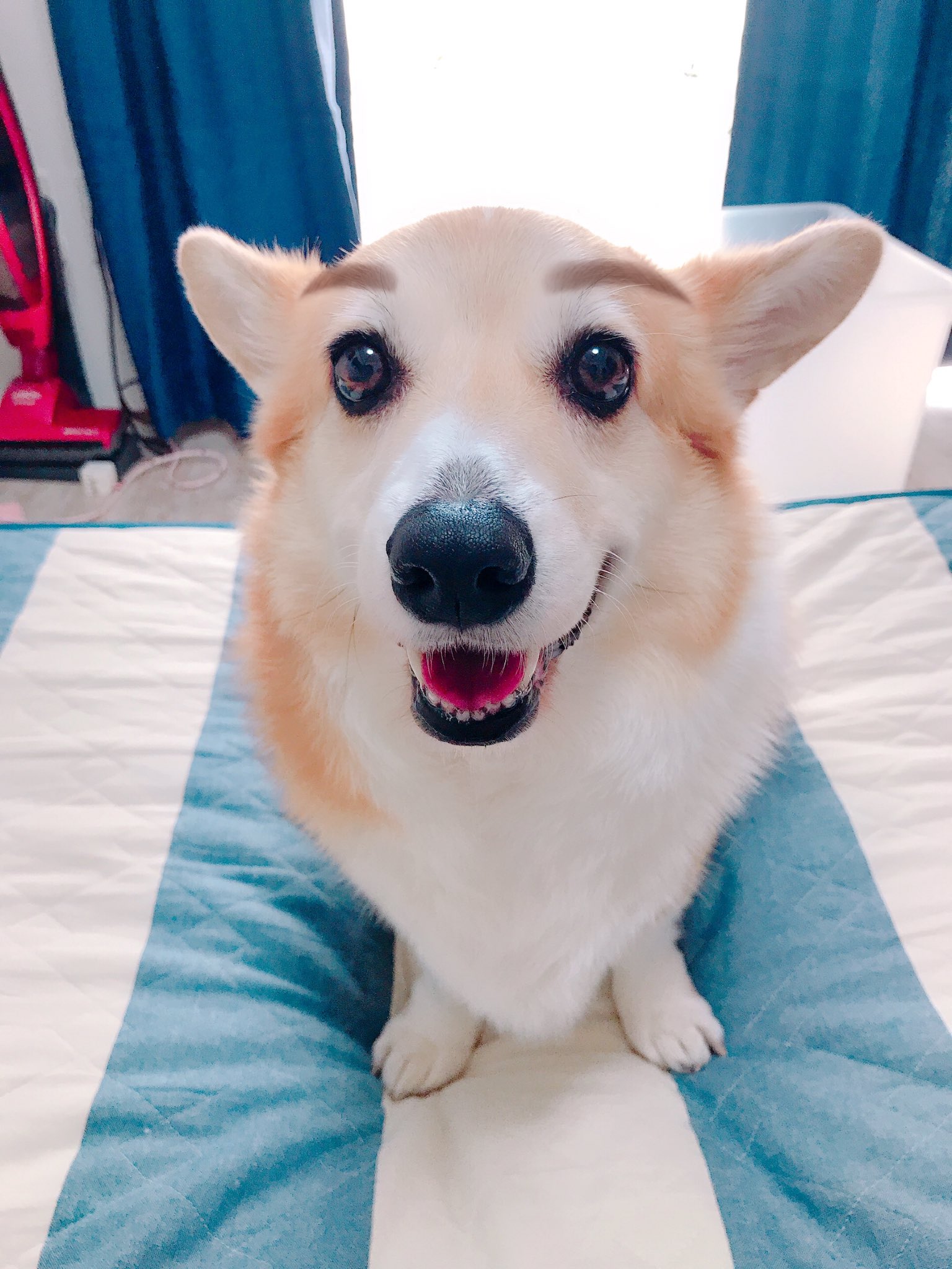 Netgeek動物 眉毛がある10匹の動物 Netgeek T Co Fbikagvce4 T Co E54omvwmnh Twitter